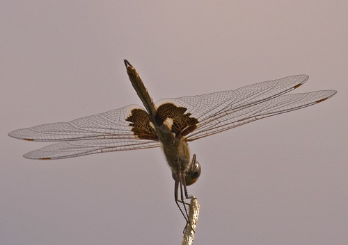 Female
30 Oct 2005  TX